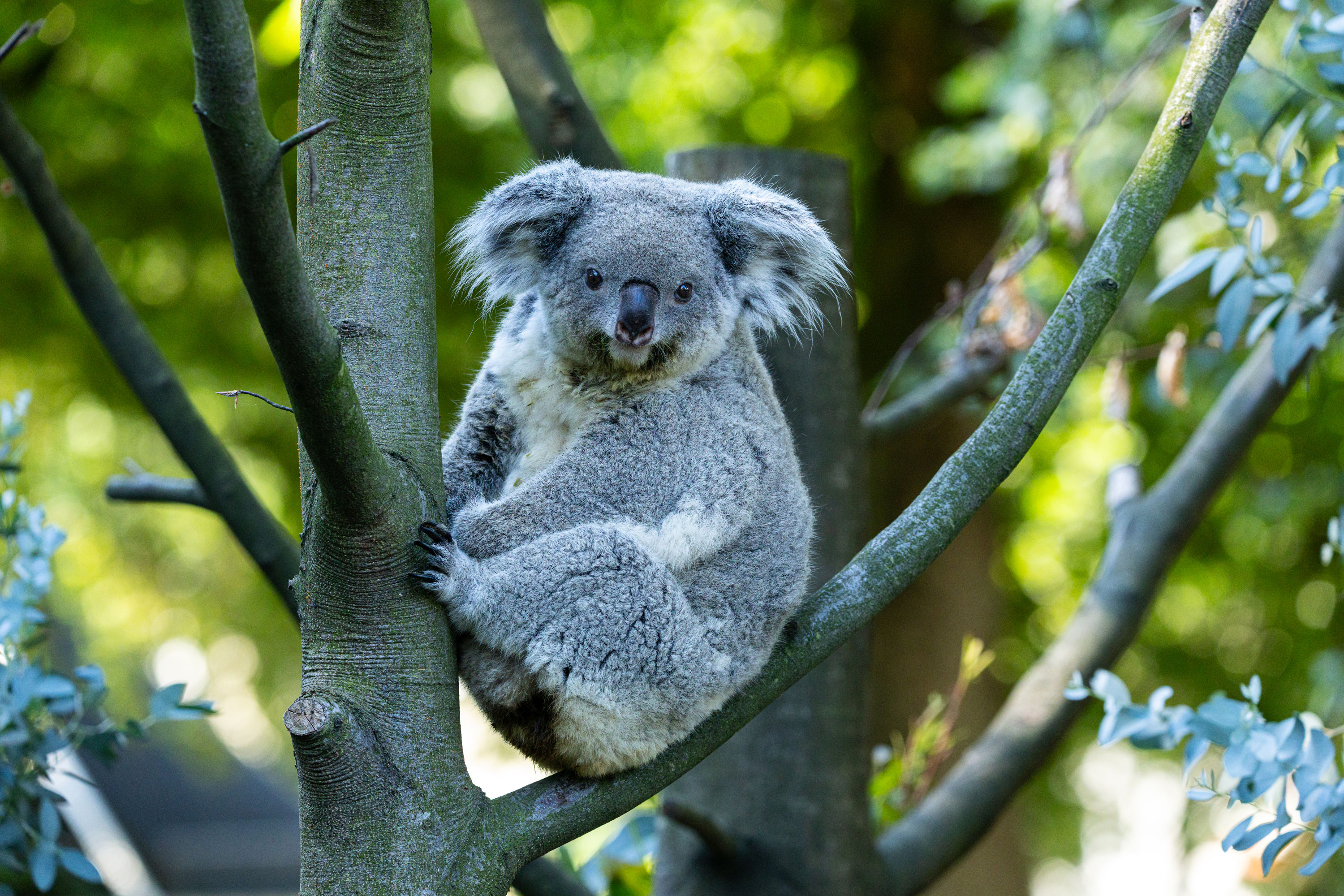 2026_07_Koala-Eerin-Christian-Strauß Koala Eerin