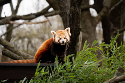 Roter Panda
