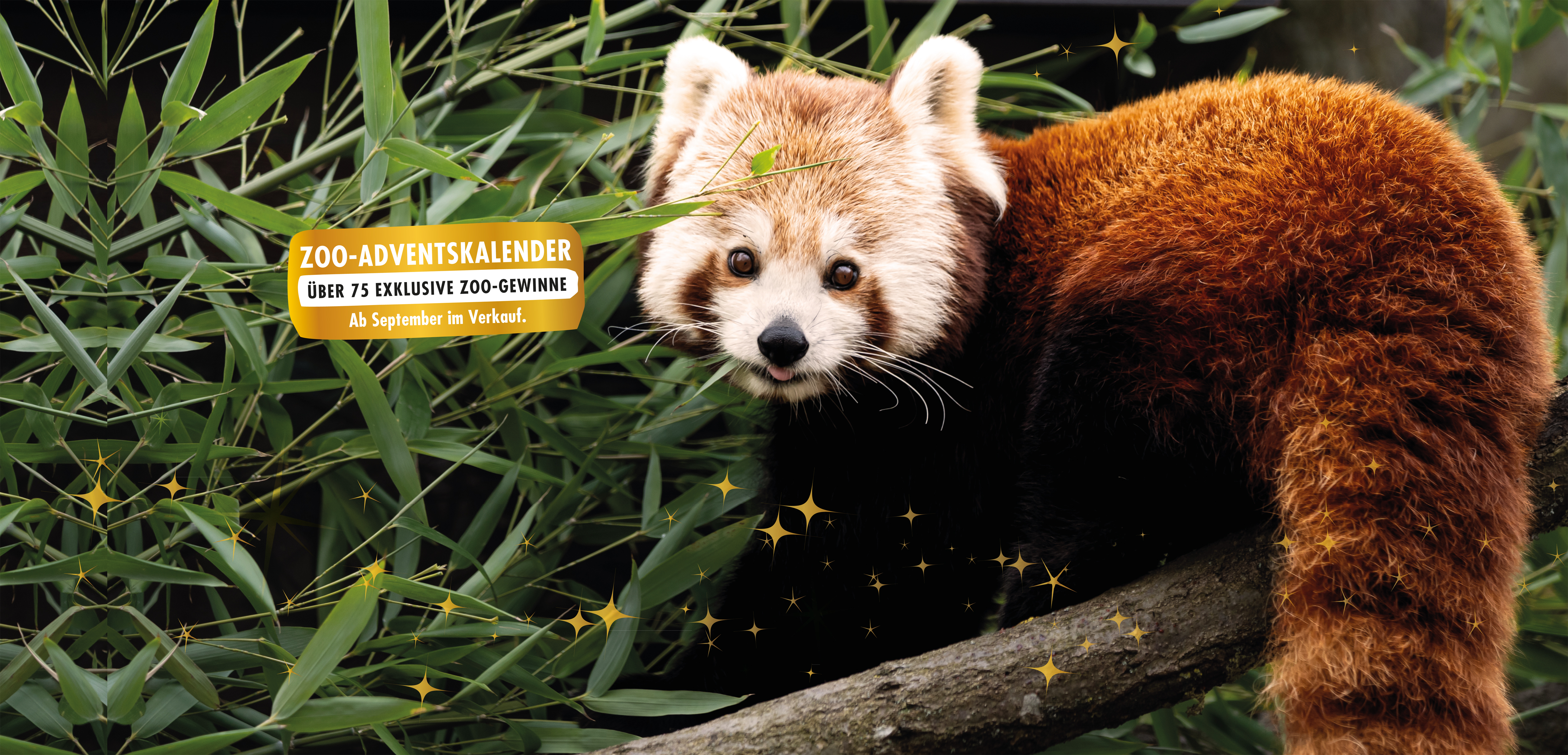 Teaser_Internet_Adventskalender_3 Roter Panda