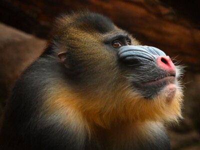 Mandrill-M&auml;nnchen Napo