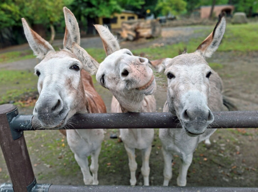 Donkey
