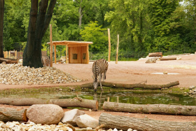 neue Giraffen und Zebraanlage