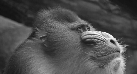 Mandrill Napo